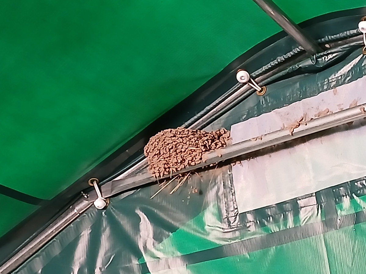 Swallow nesting in our storage&nbsp;tent