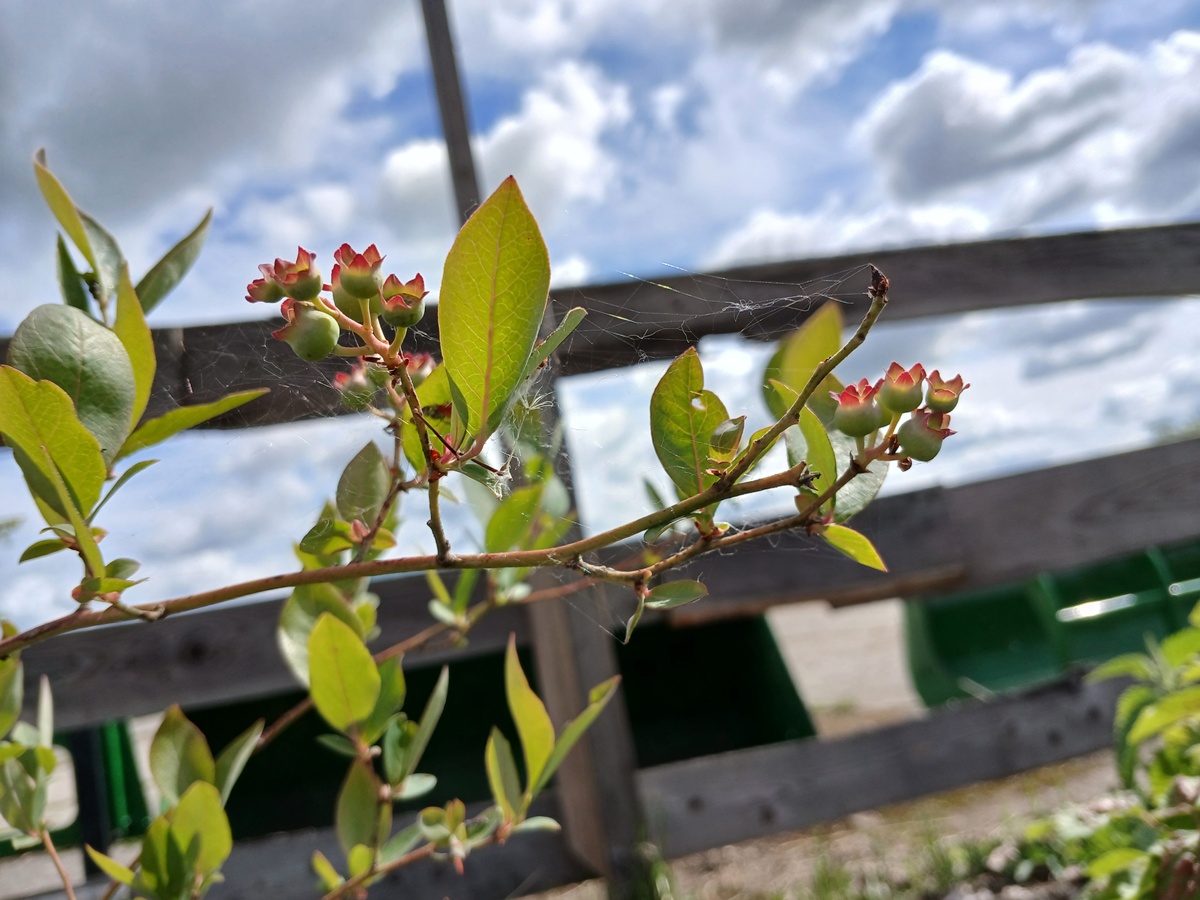 Up-date on our Berry&nbsp;garden