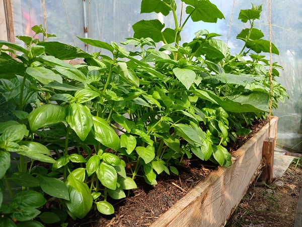 A row of lush large-leaved basil in a wooden planter in a greenhouse