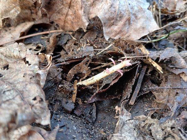 A white blueberry shoot in leave mulch