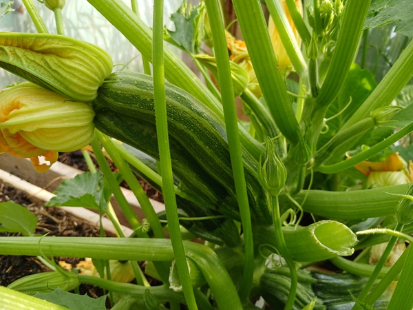 2 courgette with the flower still attached on the courgette plant