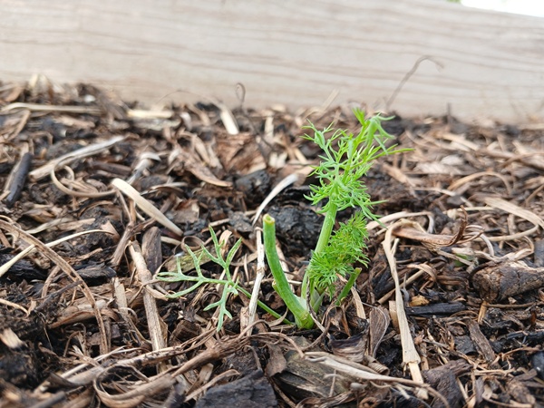 An eaten off dill plant in a wooden planter