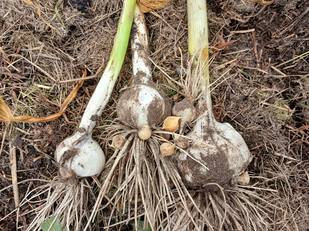 Harvesting our garlic