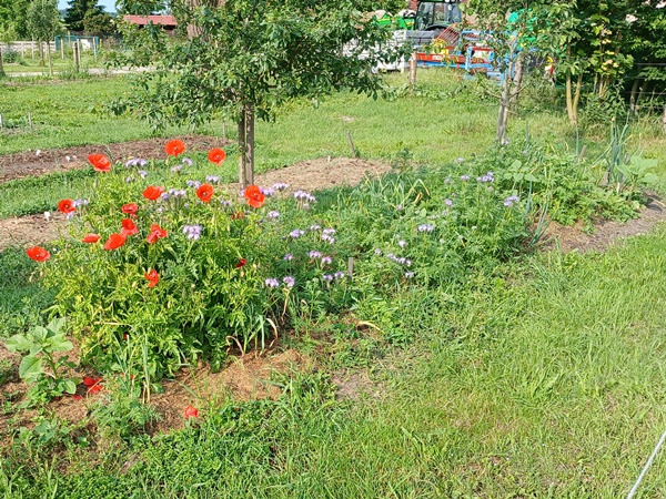 A garlic garden bed overgrown with flowers