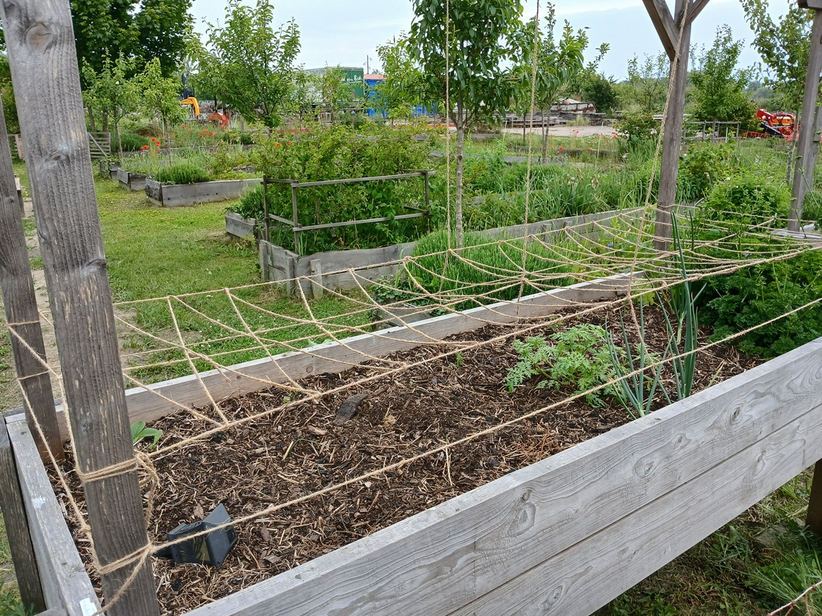 Pigeons are destroying the plants in one of my planter&nbsp;tables