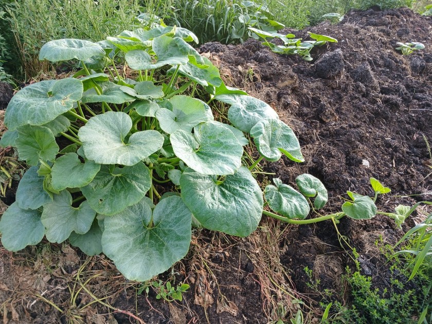 Using a mountain of manure for growing&nbsp;pumpkins