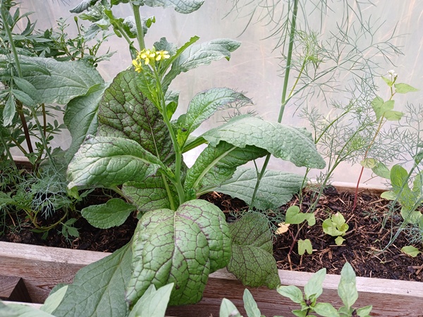 Asia-Salat Red Giant blooming in a greenhouse